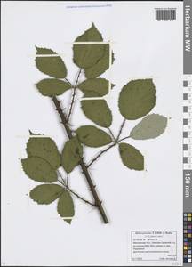 Rubus procerus P. J. Müll. ex Boulay, Eastern Europe, Moscow region (E4a) (Russia)
