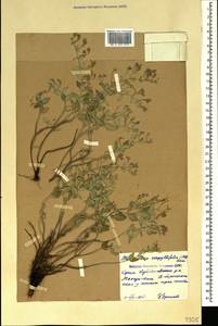 Clinopodium serpyllifolium (M.Bieb.) Kuntze, Crimea (KRYM) (Russia)
