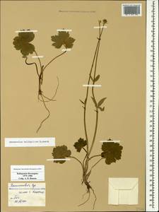 Ranunculus balkharicus N. Busch, Caucasus, Stavropol Krai, Karachay-Cherkessia & Kabardino-Balkaria (K1b) (Russia)