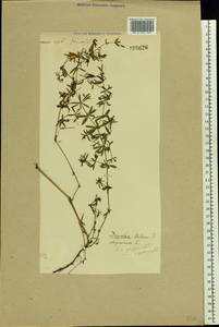 Galium uliginosum L., Eastern Europe (no precise locality) (E0) (Not classified)