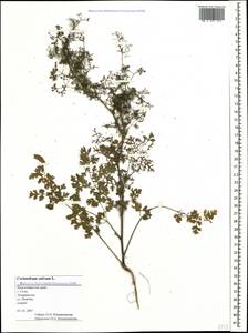 Coriandrum sativum L., Caucasus, Black Sea Shore (from Novorossiysk to Adler) (K3) (Russia)