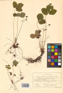 Fragaria nipponica subsp. nipponica, Siberia, Russian Far East (S6) (Russia)