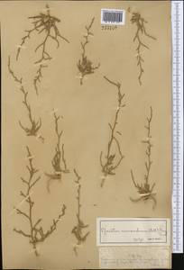 Ofaiston monandrum (Pall.) Moq., Middle Asia, Muyunkumy, Balkhash & Betpak-Dala (M9) (Kazakhstan)