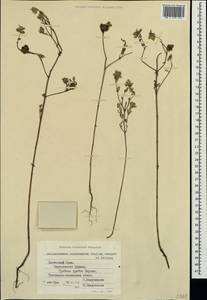 Helianthemum ledifolium subsp. lasiocarpum (Jacques & Hérincq) Nyman, Crimea (KRYM) (Russia)