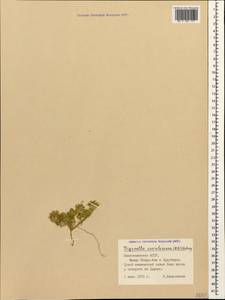 Trigonella coerulescens (M.Bieb.)Halacsy, Caucasus, Azerbaijan (K6) (Azerbaijan)