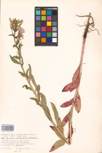 Oenothera × rubricaulis Kleb., Eastern Europe, Moscow region (E4a) (Russia)