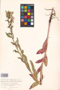 Oenothera ×rubricaulis Kleb., Eastern Europe, Moscow region (E4a) (Russia)