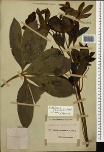 Helleborus orientalis subsp. abchasicus (A. Braun) B. Mathew, Caucasus, Black Sea Shore (from Novorossiysk to Adler) (K3) (Russia)