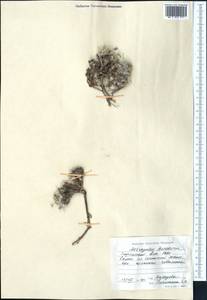 Astragalus borodinii (Krassn.) Krassn., Middle Asia, Northern & Central Tian Shan (M4) (Kyrgyzstan)
