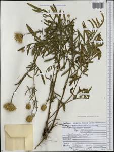 Centaurea orientalis L., Caucasus, North Ossetia, Ingushetia & Chechnya (K1c) (Russia)
