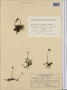 Antennaria dioica (L.) Gaertn., Western Europe (EUR) (Norway)