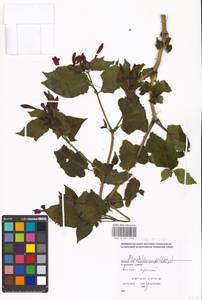 Mirabilis jalapa L., Eastern Europe, Moscow region (E4a) (Russia)