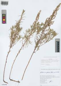 Artemisia glauca Pall. ex Willd., Siberia, Altai & Sayany Mountains (S2) (Russia)