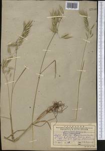 Bromus oxyodon Schrenk, Middle Asia, Western Tian Shan & Karatau (M3) (Kazakhstan)