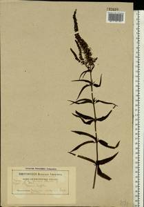 Veronica longifolia L., Eastern Europe, Belarus (E3a) (Belarus)