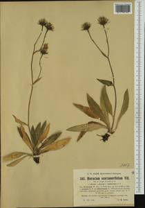 Hieracium scorzonerifolium subsp. flexuosum (Waldst. & Kit.) Nägeli & Peter, Western Europe (EUR) (Switzerland)