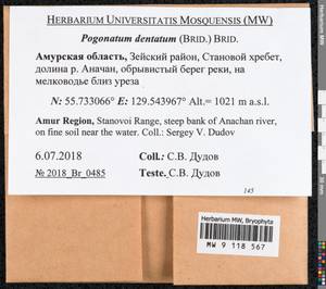 Pogonatum dentatum (Menzies ex Brid.) Brid., Bryophytes, Bryophytes - Russian Far East (excl. Chukotka & Kamchatka) (B20) (Russia)