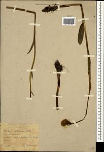 Traunsteinera sphaerica (M.Bieb.) Schltr., Caucasus, Krasnodar Krai & Adygea (K1a) (Russia)