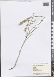 Astragalus macrostachys DC., Caucasus, Armenia (K5) (Armenia)