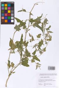 Atriplex sagittata Borkh., Eastern Europe, Lower Volga region (E9) (Russia)