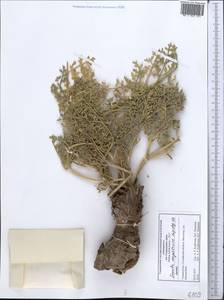 Ferula mogoltavica Lipsky ex Korovin, Middle Asia, Western Tian Shan & Karatau (M3) (Tajikistan)