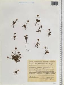 Braya purpurascens (R. Br.) Bunge, Siberia, Central Siberia (S3) (Russia)