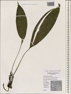 Aspidistra xuansonensis, South Asia, South Asia (Asia outside ex-Soviet states and Mongolia) (ASIA) (Vietnam)