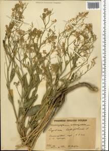 Lepidium latifolium L., Eastern Europe, Lower Volga region (E9) (Russia)