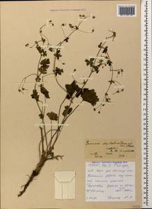 Geranium pyrenaicum Burm. f., Caucasus, North Ossetia, Ingushetia & Chechnya (K1c) (Russia)