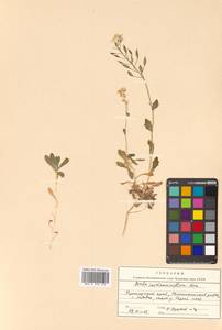 Draba cardaminiflora Kom., Siberia, Russian Far East (S6) (Russia)