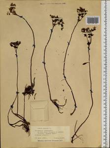 Phedimus aizoon (L.) 't Hart, Siberia, Altai & Sayany Mountains (S2) (Russia)