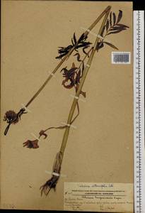 Valeriana officinalis L., Siberia, Russian Far East (S6) (Russia)