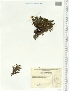 Dryas octopetala subsp. punctata (Juz.) Hultén, Siberia, Chukotka & Kamchatka (S7) (Russia)