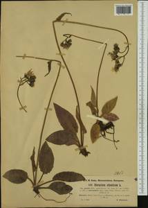 Hieracium murorum subsp. gentile (Jord. ex Boreau) Sudre, Western Europe (EUR) (Switzerland)