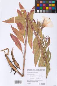 Oenothera glazioviana Micheli, Eastern Europe, Central forest-and-steppe region (E6) (Russia)