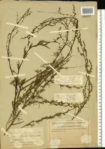 Artemisia campestris L., Eastern Europe, North-Western region (E2) (Russia)