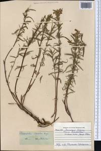 Dracocephalum integrifolium Bunge, Middle Asia, Northern & Central Tian Shan (M4) (Kazakhstan)