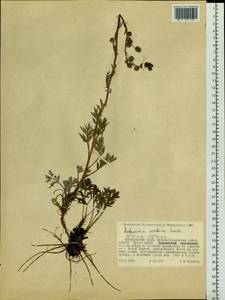 Artemisia norvegica subsp. saxatilis (Besser) H. M. Hall & Clem., Siberia, Russian Far East (S6) (Russia)