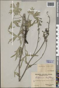 Delphinium laxiflorum DC., Siberia, Altai & Sayany Mountains (S2) (Russia)