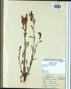 Rumex acetosella L., Eastern Europe, Central region (E4) (Russia)