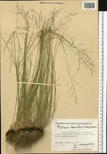 Puccinellia tenuiflora (Griseb.) Scribn. & Merr., Siberia, Yakutia (S5) (Russia)