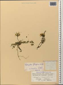 Astragalus fragrans Willd., Caucasus, North Ossetia, Ingushetia & Chechnya (K1c) (Russia)