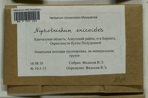 Niphotrichum ericoides (Brid.) Bedn.-Ochyra & Ochyra, Bryophytes, Bryophytes - Chukotka & Kamchatka (B21) (Russia)