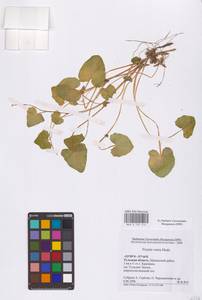Ficaria verna Huds., Eastern Europe, Central region (E4) (Russia)