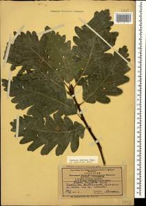 Quercus petraea subsp. polycarpa (Schur) Soó, Caucasus, Azerbaijan (K6) (Azerbaijan)