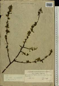 Prunus fruticosa Pall., Eastern Europe, Lower Volga region (E9) (Russia)