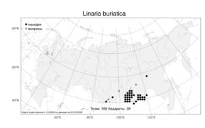 Linaria buriatica Turcz., Atlas of the Russian Flora (FLORUS) (Russia)