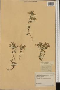 Saponaria ocymoides L., Western Europe (EUR) (Switzerland)