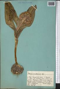 Allium karataviense Regel, Middle Asia, Western Tian Shan & Karatau (M3) (Kazakhstan)