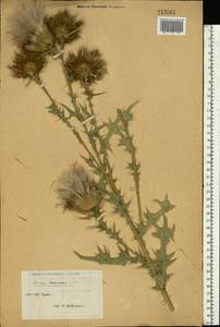 Cirsium vulgare (Savi) Ten., Eastern Europe, Central forest-and-steppe region (E6) (Russia)